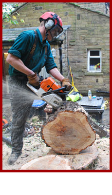 Tree work - Bolton - Mad About Trees Limited - Tree care Tree care